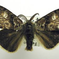 Attēlu rezultāti vaicājumam “Gynaephora selenitica”