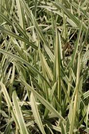 Attēlu rezultāti vaicājumam “Callitriche verna leaf”