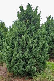 Attēlu rezultāti vaicājumam “Juniperus chinensis”