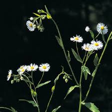 Attēlu rezultāti vaicājumam “Erigeron annuus”