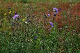 Image result for Scabiosa canescens