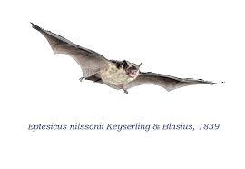 Attēlu rezultāti vaicājumam “Eptesicus nilssonii”