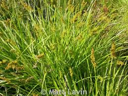 Attēlu rezultāti vaicājumam “Carex loliacea fruit”