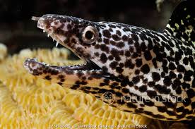 Image result for Gymnothorax moringa