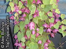 Image result for Rhodochiton atrosanguineum