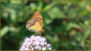 Attēlu rezultāti vaicājumam “Argynnis laodice”