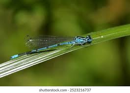 Attēlu rezultāti vaicājumam “Coenagrion puella”