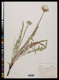 Image result for Agoseris major