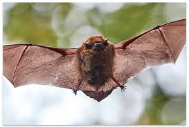Attēlu rezultāti vaicājumam “Myotis sp.”