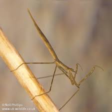 Attēlu rezultāti vaicājumam “Ranatra linearis”