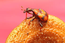 Attēlu rezultāti vaicājumam “Apoderus coryli”