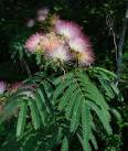 Albizia julibrissin page