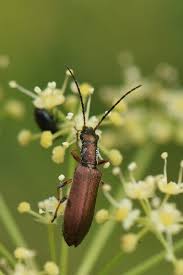 Attēlu rezultāti vaicājumam “Chrysanthia geniculata”