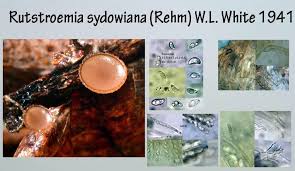 Attēlu rezultāti vaicājumam “Rutstroemia firma”