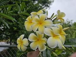 Image result for Leaves Green Bowmen