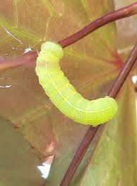 Attēlu rezultāti vaicājumam “Orthosia sp. larva”
