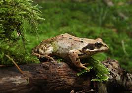 Attēlu rezultāti vaicājumam “Ranidae”