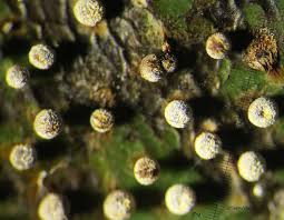 Attēlu rezultāti vaicājumam “Physarum bryocorticola macro”