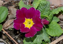 Attēlu rezultāti vaicājumam “Primula veris var. rubra flower”