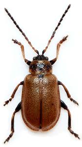 Attēlu rezultāti vaicājumam “Lochmaea caprea”