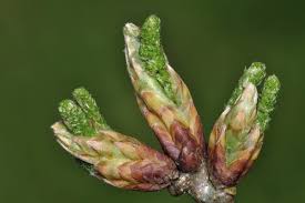 Attēlu rezultāti vaicājumam “Quercus robur bud”