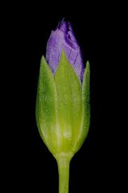 Attēlu rezultāti vaicājumam “Linum usitatissimum bud”