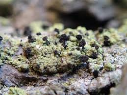 Attēlu rezultāti vaicājumam “Calicium viride”