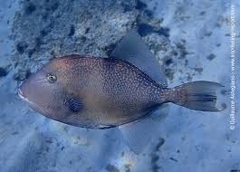 Image result for Balistes capriscus