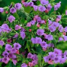 Attēlu rezultāti vaicājumam “Pulmonaria saccharata”