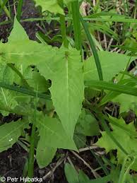 Attēlu rezultāti vaicājumam “Crepis paludosa”