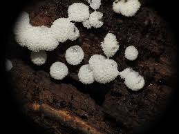 Attēlu rezultāti vaicājumam “Ceratiomyxa porioides”