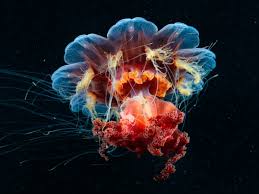 Image result for Cyanea capillata