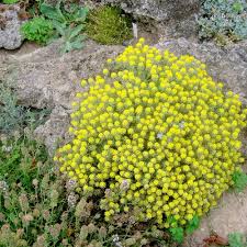 Image result for Alyssum saxatile