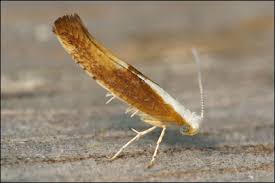 Attēlu rezultāti vaicājumam “Argyresthia albistria”
