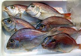 Image result for Petrus rupestris