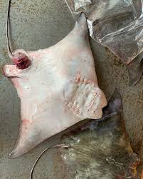 Image result for Rhinoptera brasiliensis