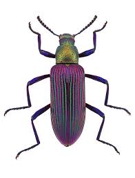 Attēlu rezultāti vaicājumam “Tenebrionidae”