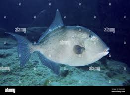 Image result for Balistes capriscus