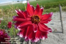 Image result for Dahlia Darkarin`