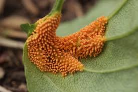 Attēlu rezultāti vaicājumam “Puccinia poarum”