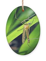 Attēlu rezultāti vaicājumam “Tipulidae”