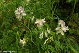 Attēlu rezultāti vaicājumam “Vicia sylvatica flower”