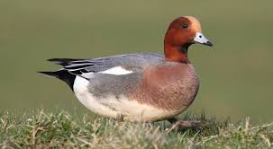 Attēlu rezultāti vaicājumam “Anseriformes”