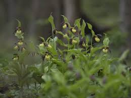 Attēlu rezultāti vaicājumam “Cypripedium calceolus leaf”