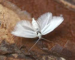 Attēlu rezultāti vaicājumam “Elachista argentella”