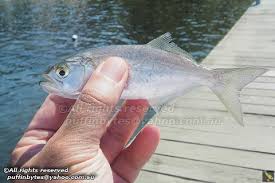 Image result for Pomatomus saltatrix