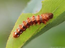 Attēlu rezultāti vaicājumam “Acronicta rumicis”