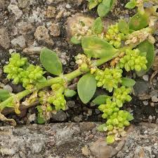 Attēlu rezultāti vaicājumam “Herniaria glabra flower”