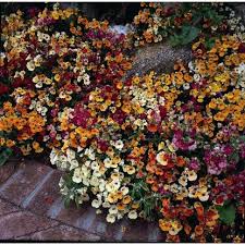 Image result for Mimulus x hybrida