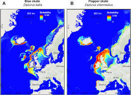 Image result for Dipturus intermedius